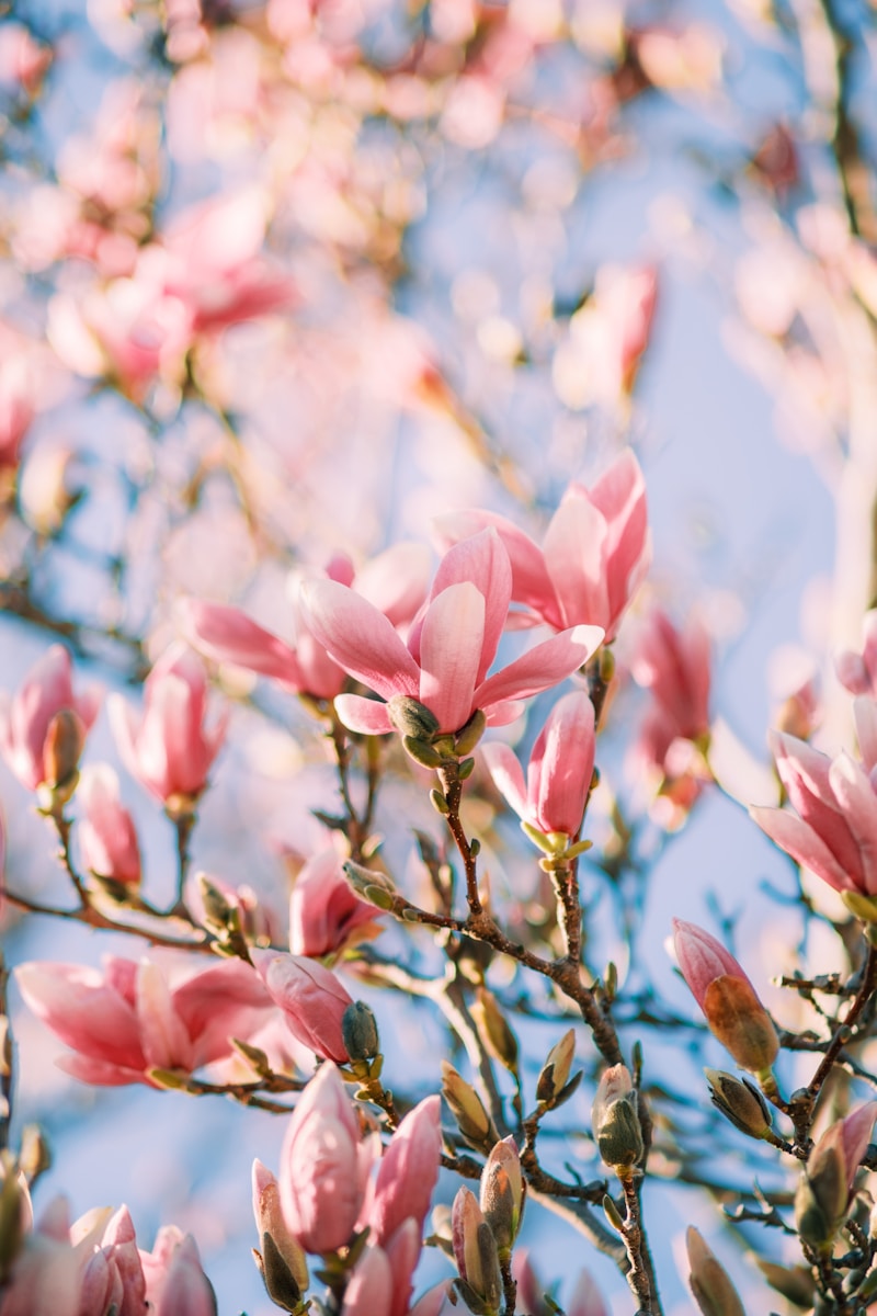 Pink magnolia blossoms on a tree branch.
