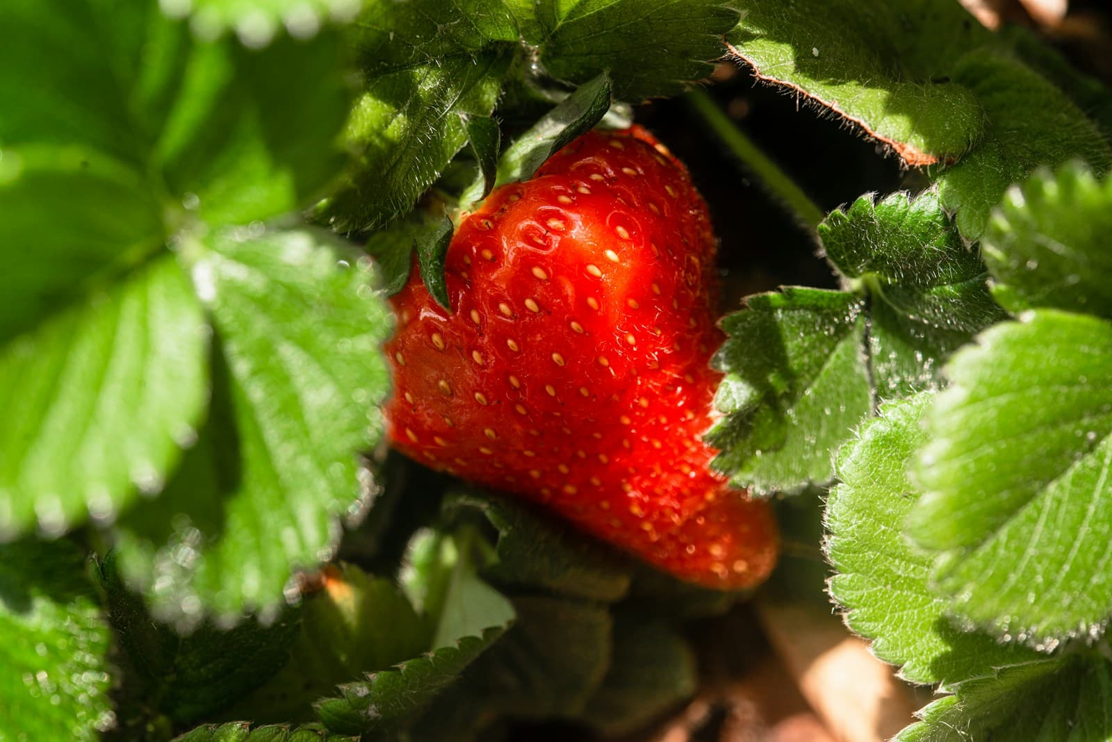 a close up of a strawberry on a plant